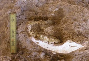Teilweise freigelegter fossiler Kieferknochen mit Zähnen im Erdreich neben einem Maßband.