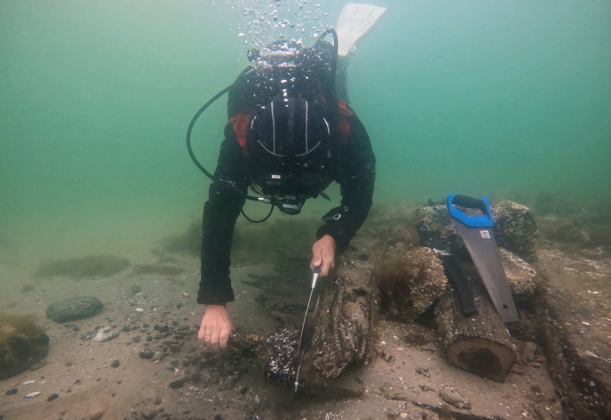 Ein Taucher in kompletter Ausrüstung arbeitet unter Wasser am Meeresgrund. Er hält ein Werkzeug in der Hand und untersucht ein größeres, bewachsenes Holzstück. Neben ihm liegt ein weiteres Werkzeug mit blauem Griff auf dem sandigen Boden. Im Hintergrund sind weitere Holzreste und Steine zu erkennen, das Wasser ist grünlich getrübt.