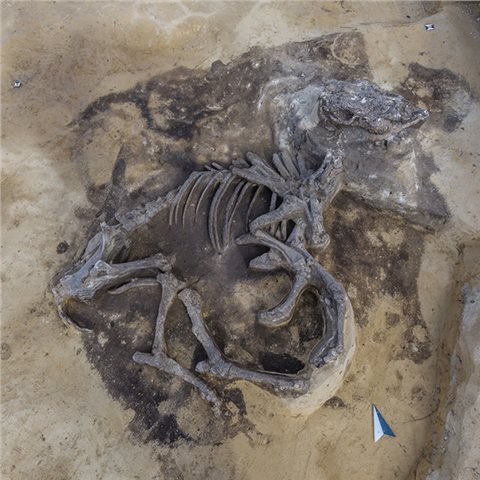 Detailfoto von der Fundstelle. Rinderbestattung im Opferschacht.