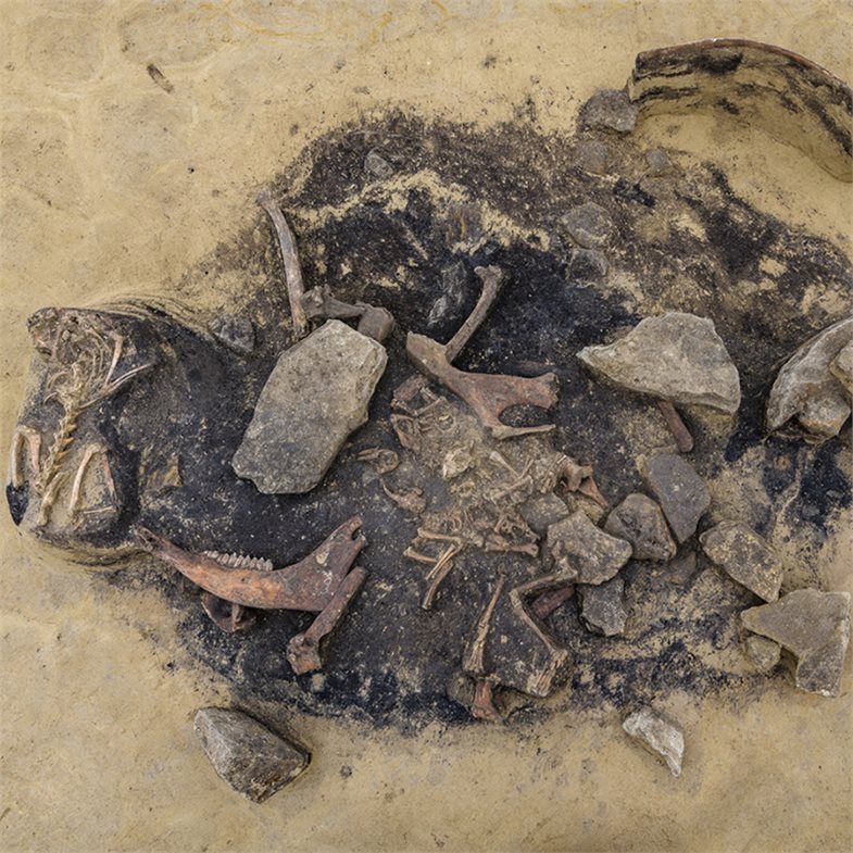 Detailfoto von der Fundstelle. Überreste von einem Hund und drei halbjährigen Hasen sowie weitere Rinderknochen.