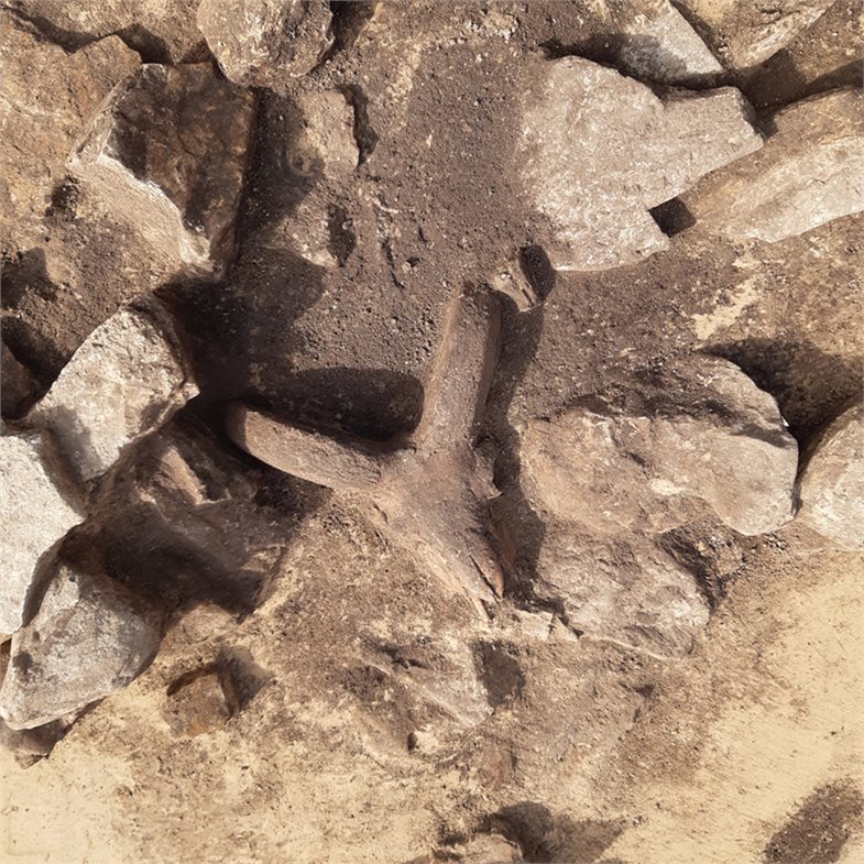 Detailfoto von der Fundstelle. Schädel eines Widders im untersten Bereich des Opferschachts.