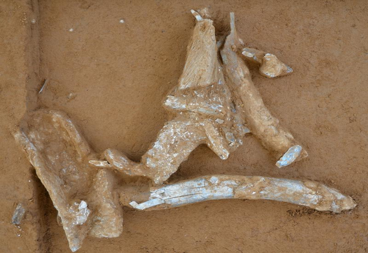 Mammutknochen aus Breitenbach: Neue Funde liefern Hinweise auf die Jagd von Mammuts