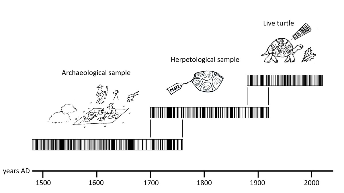 Diagramm zur Entwicklung einer Chronologie der Wachstumsmuster in Schildkrötenpanzern mit Zeitachse von 1500 bis 2000, zeigt archäologische und herpetologische Proben und eine lebende Schildkröte als Referenz.