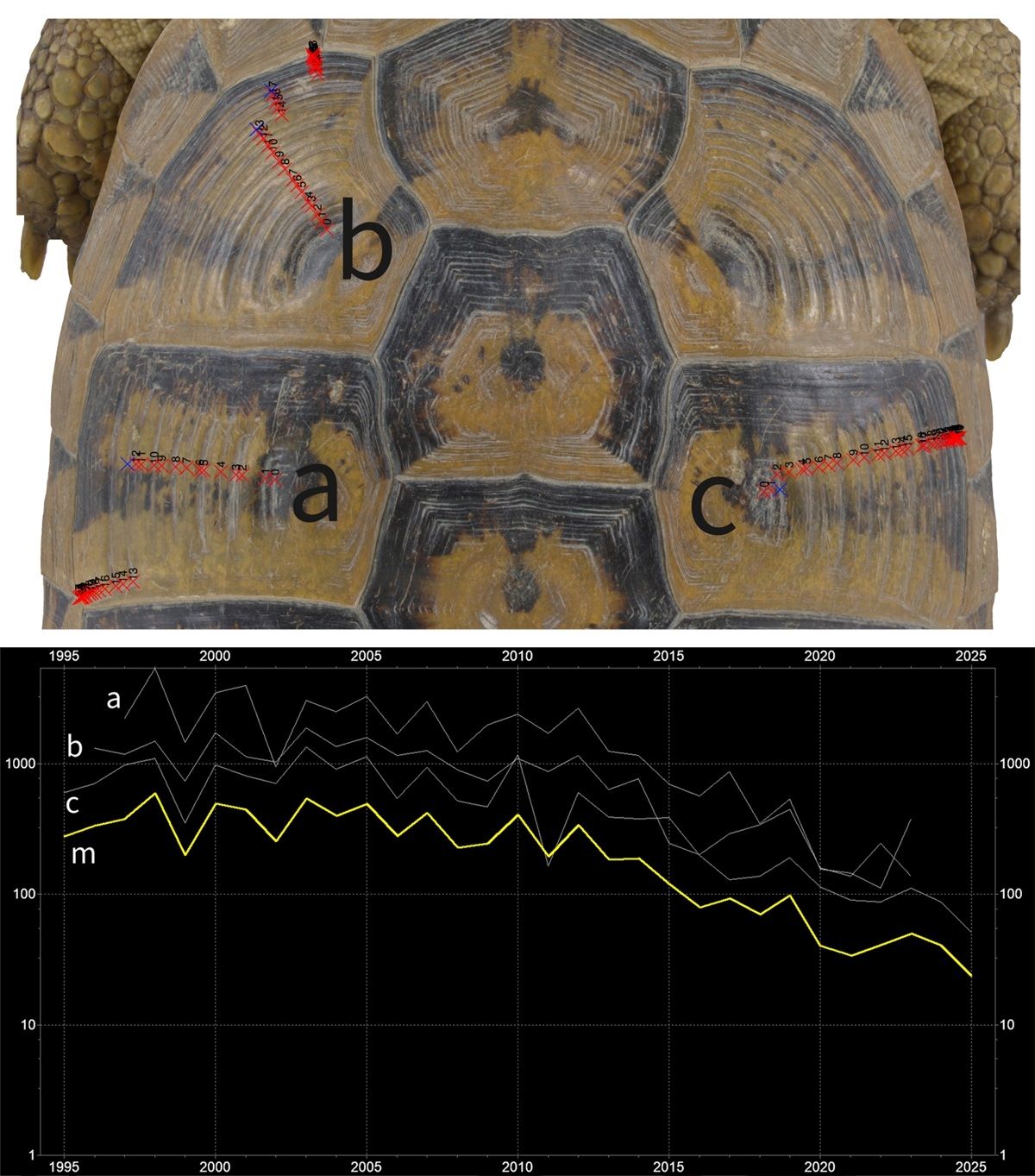 Schildkrötenpanzer mit markierten Wachstumsringen a, b, c und Diagramm darunter zeigt abnehmende Wachstumsmuster von 1995 bis 2025
