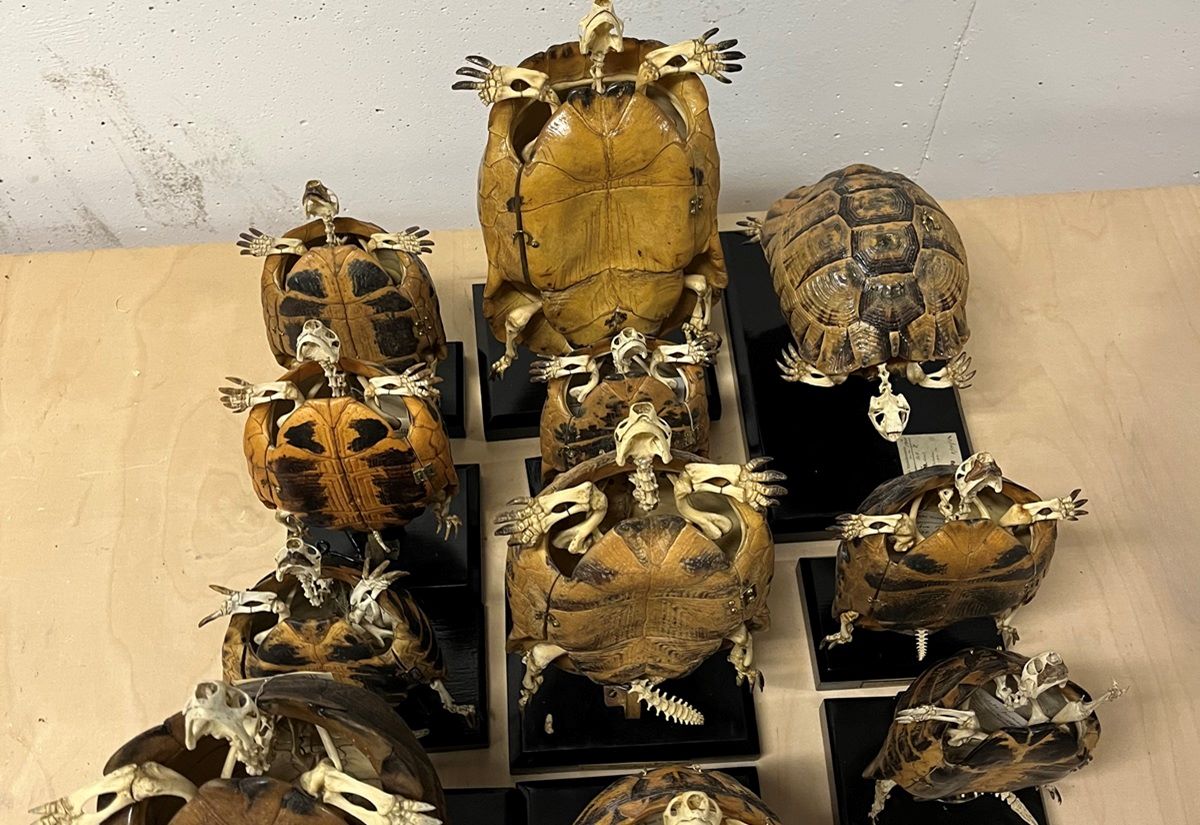 Turtlechron - Entwicklung einer Chronologie der Wachstumsmuster in Schildkrötenpanzern: Artikel erschienen in ANTIKE WELT 2/2025