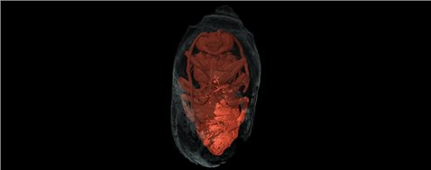 Dank des Einsatzes der Mikrocomputertomographie konnte ein perfektes dreidimensionales Bild der mumifizierten Bienen im Inneren der versiegelten Kokons erstellt werden. Foto: Federico Bernardini/ICTP