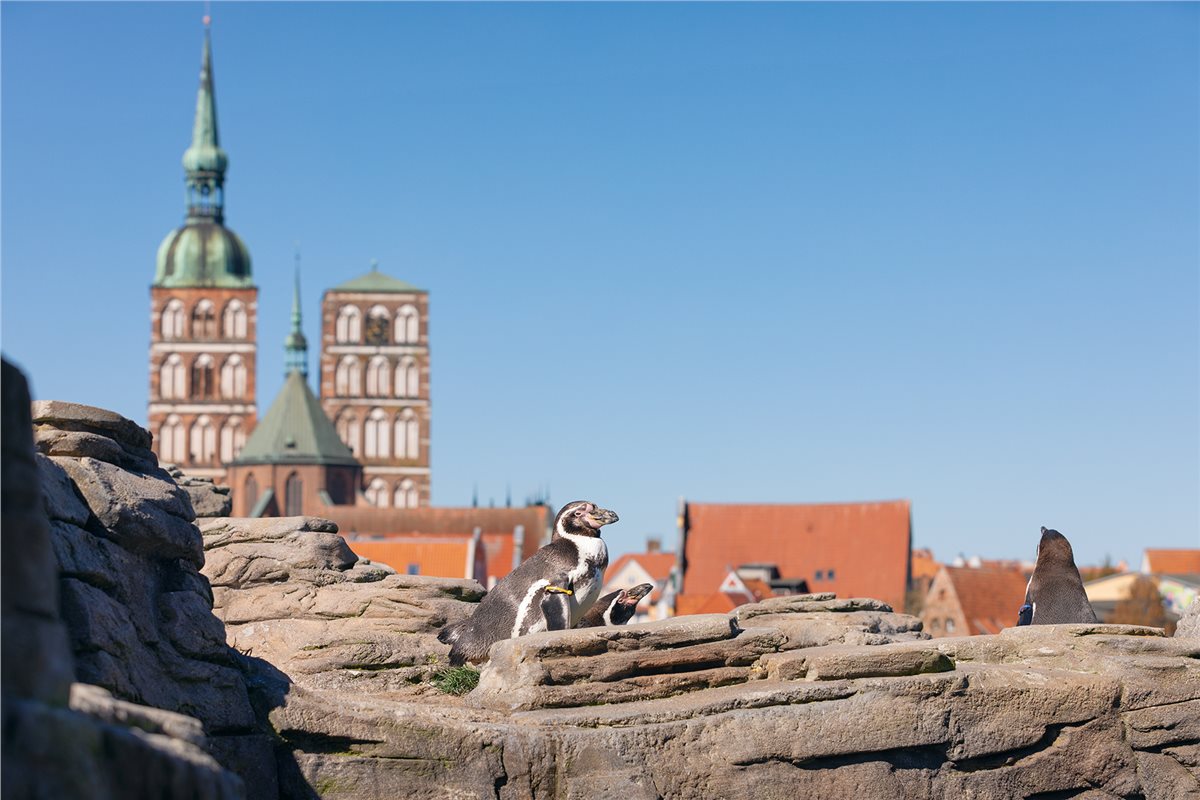 Die Humboldt-Pinguine auf der Dachterrasse des OZEANEUMs gehören zu den Lieblingen der Museumsgäste.