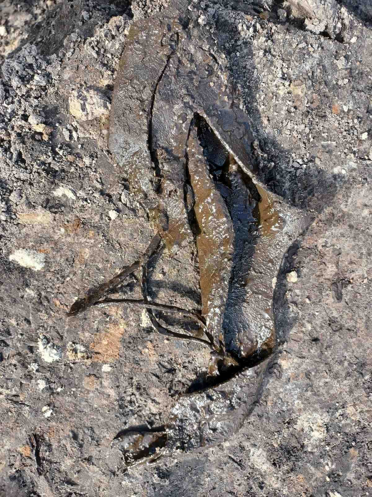 Fund aus der aktuellen Grabung in Rietberg. Ein mittelalterlicher Lederschuh in Fundlage im schlammigen Boden