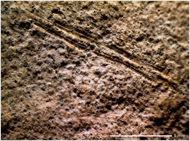 Schnittspuren am Oberarmknochen eines Europäischen Waldelefanten, die durch Steinwerkzeuge bei der Entfernung von Fleisch am Knochen durch den frühen Menschen entstanden sind.