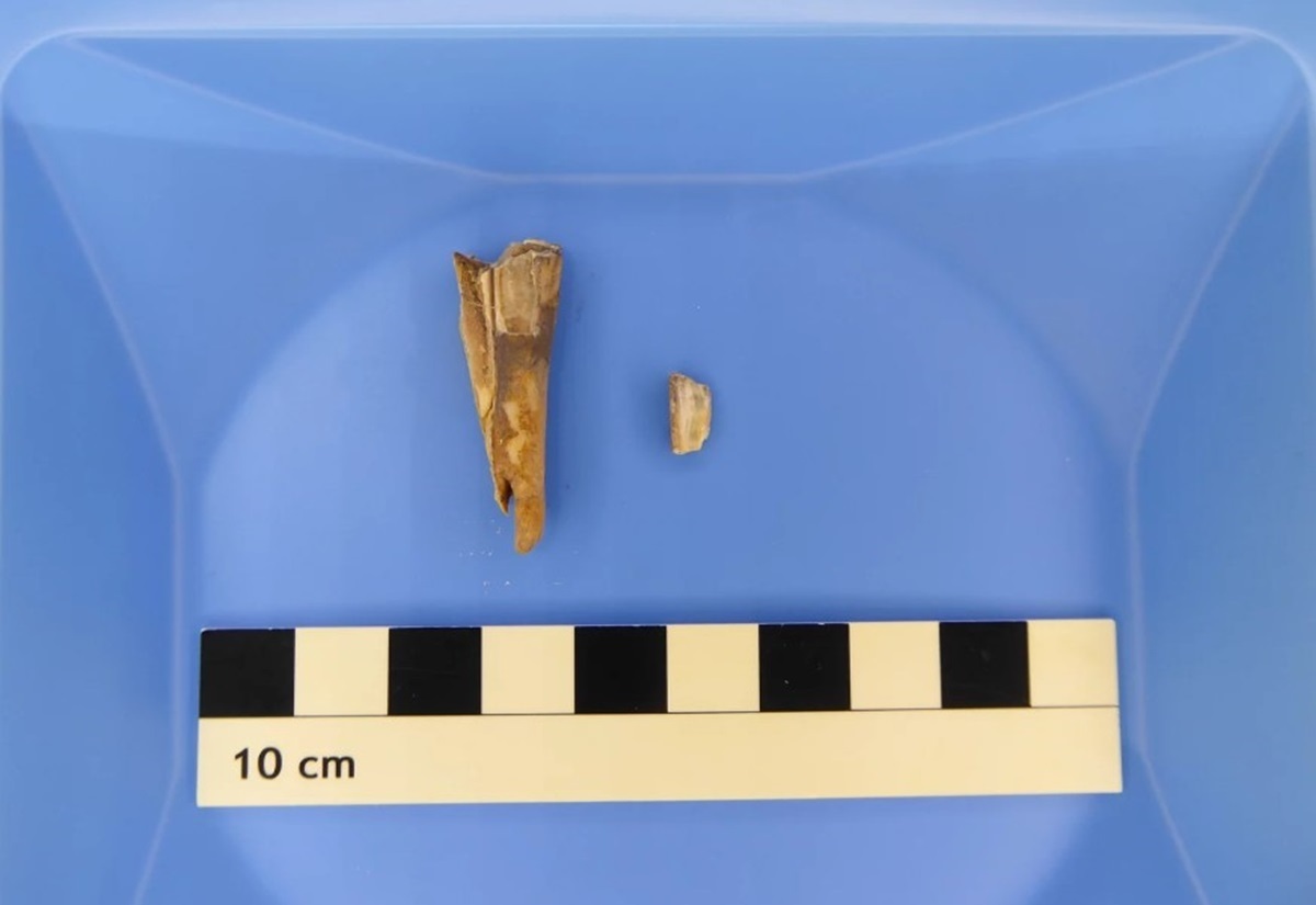 Zwei Fragmente eines 4000 Jahre alten Schafszahns neben einem Maßstab mit 10 cm Länge