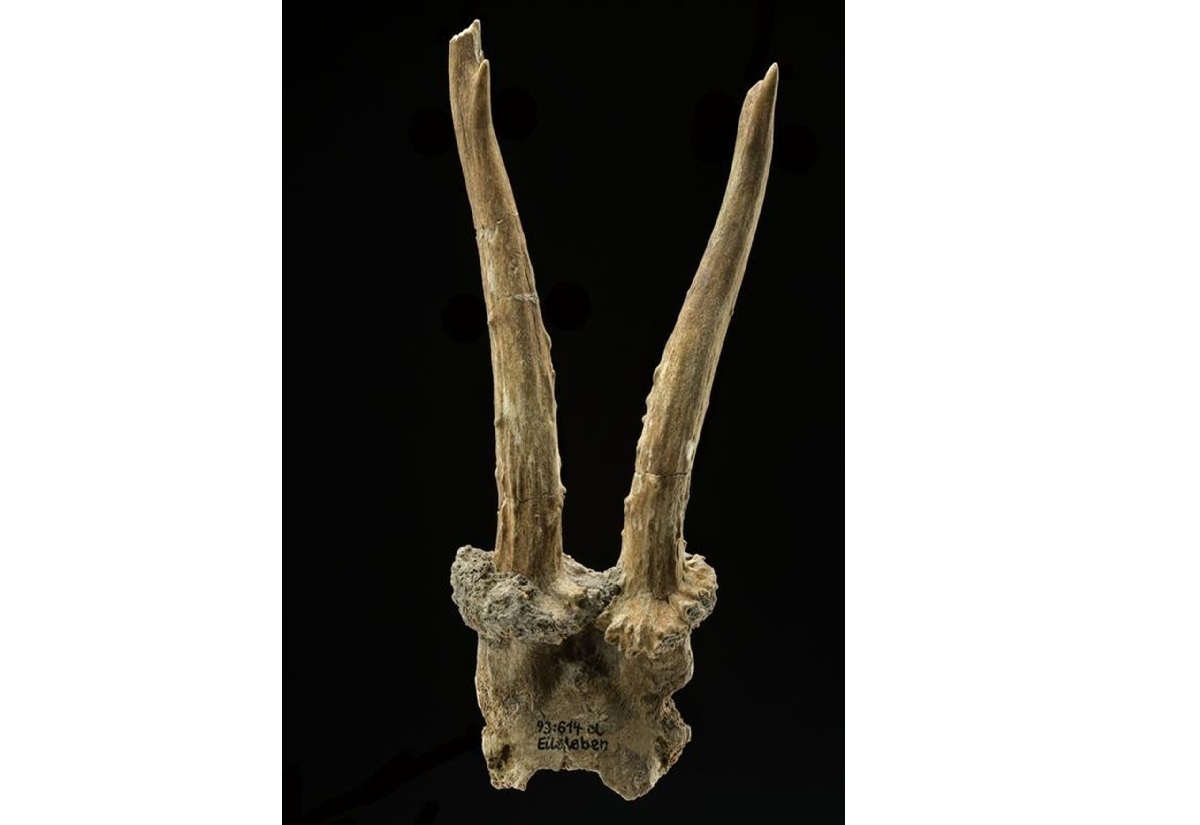 Schamanisches Erbe in der Jungsteinzeit: Der Rehgeweihkopfschmuck von Eilsleben-Vosswelle