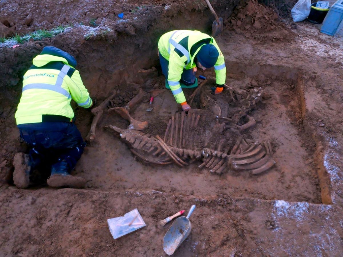 Zwei Personen in gelben Warnjacken knien in einer rechteckigen Ausgrabungsgrube und arbeiten mit kleinen Werkzeugen an freigelegten, großflächig angeordneten Knochen. Die Knochen liegen dicht beieinander und sind teilweise von Erde bedeckt. Im Vordergrund sind eine Schaufel und eine durchsichtige Plastiktasche mit weiteren Utensilien zu sehen. Der Boden ist feucht und braun, am Rand der Grube ist etwas Gras sichtbar.