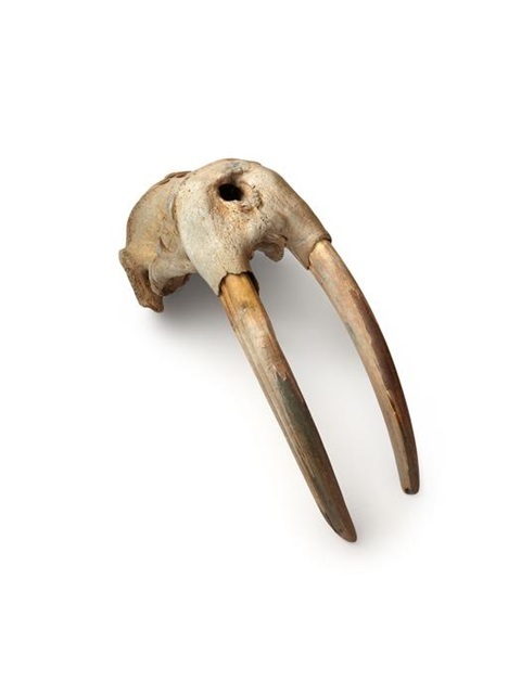 Walrossschädel mit Elfenbein der Wikingerzeit