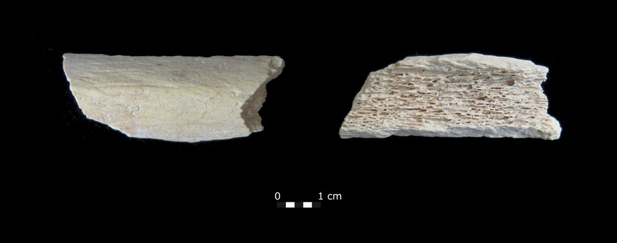 Nahaufnahme von zwei hellen Knochenfragmenten mit unregelmäßigen Bruchkanten und feiner Porenstruktur, darunter Maßstab mit Zentimeterangabe