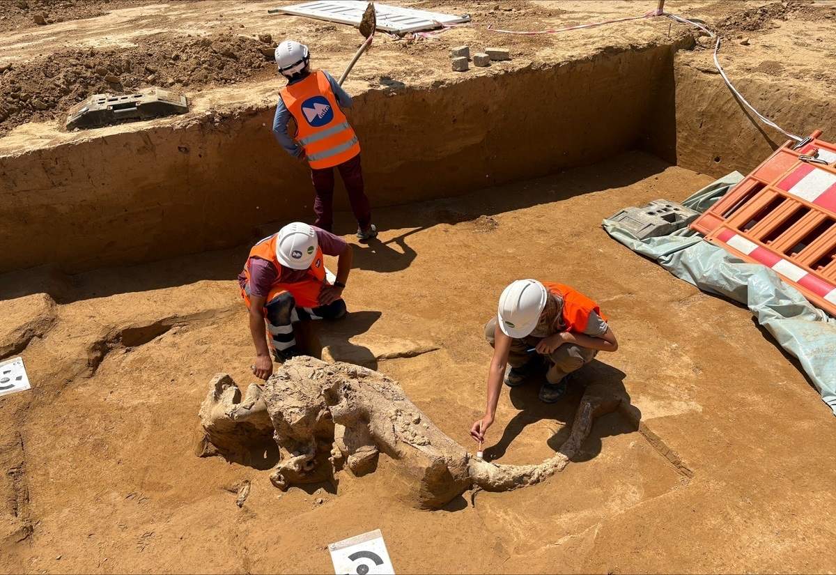 Archäologen auf der Grabungsfläche legen Teile des Mammutkopfes frei