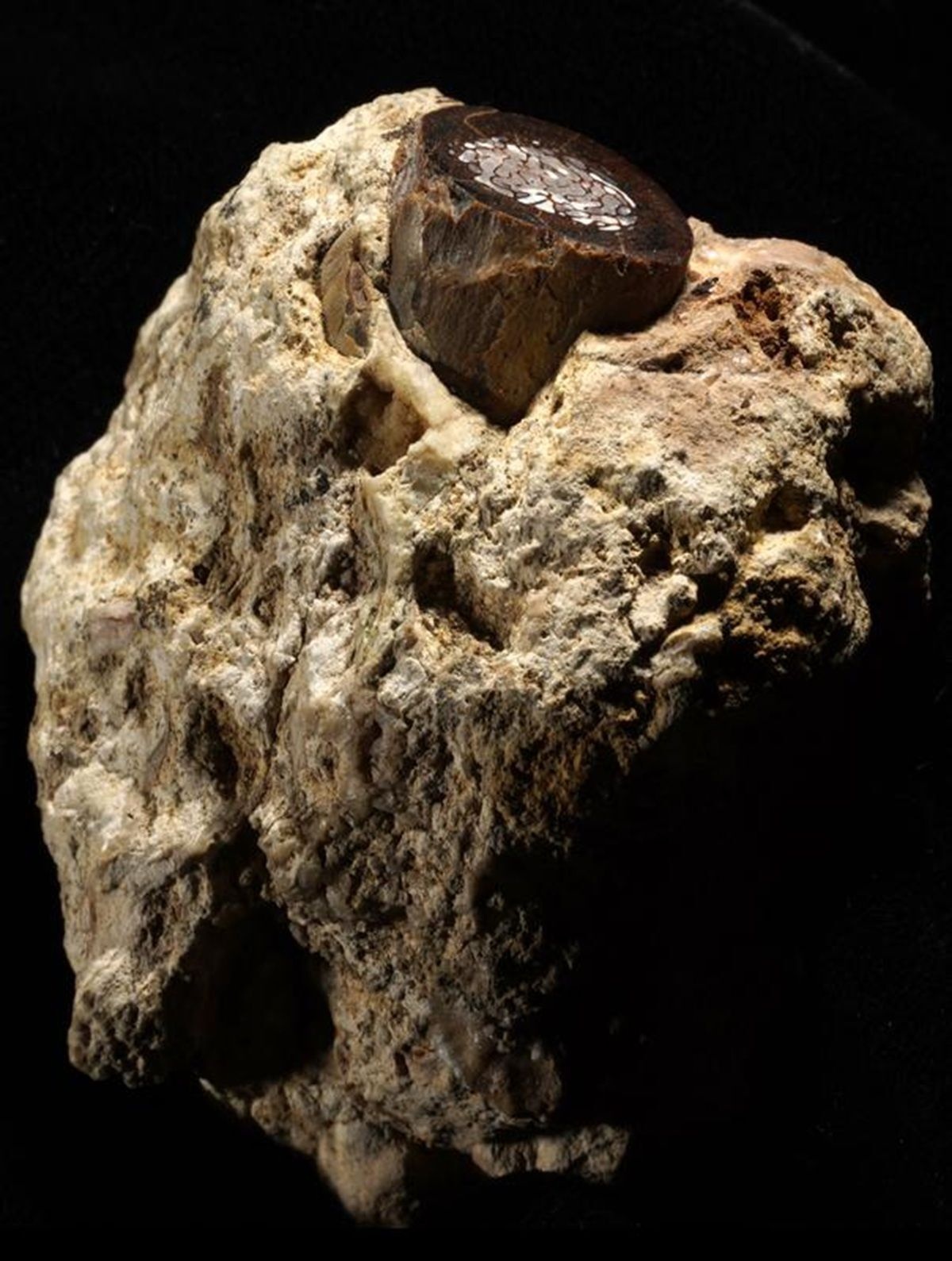Ein unregelmäßig geformter, grobporöser, beige-brauner Fossilstein mit einer glatten, runden Querschnittsfläche an der Oberseite. Die Querschnittsfläche zeigt eine braune, knöcherne Struktur mit einem hellen, netzartigen Muster in der Mitte. Der Stein ist vor einem schwarzen Hintergrund abgebildet.