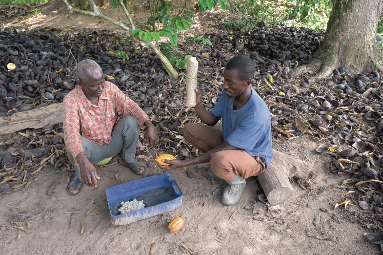 Im Innern der Kakaofrüchte verbergen sich die begehrten Bohnen.