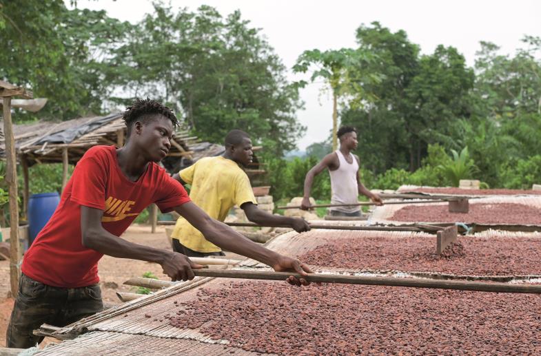 Auf Bambusmatten werden die fermentierten Kakaobohnen getrocknet (Farm des Kakaobauern Ambroise N’Koh).
