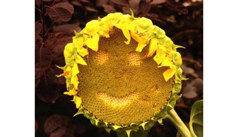 Gute Laune aus der Natur: Sonnenblumengesichter 1