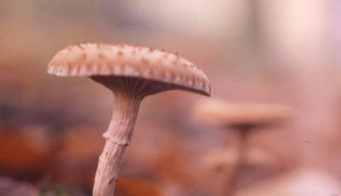 Pilze erforschen: Sporen aus dem Hut