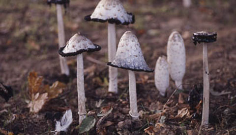 Pilze erforschen: Sporen aus dem Hut